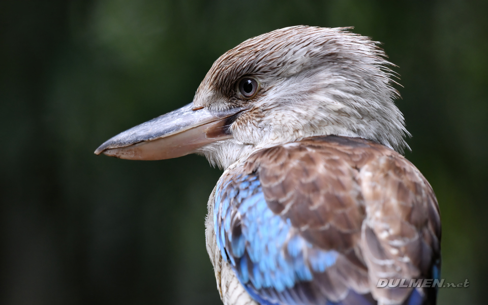 Blue-winged kookaburra (Dacelo leachii)